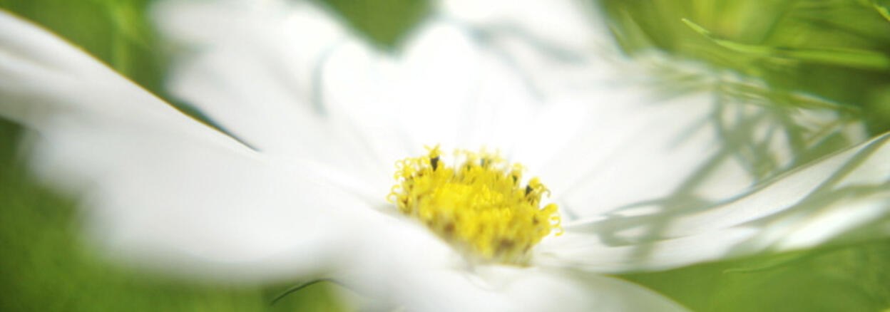 Gemeinsame Achtsamkeit: Weiße Blume
