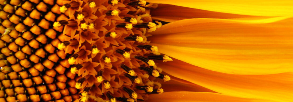 Weshalb es wesentlich ist, wie wir mit unseren Erfahrungen umgehen: Sonnenblume