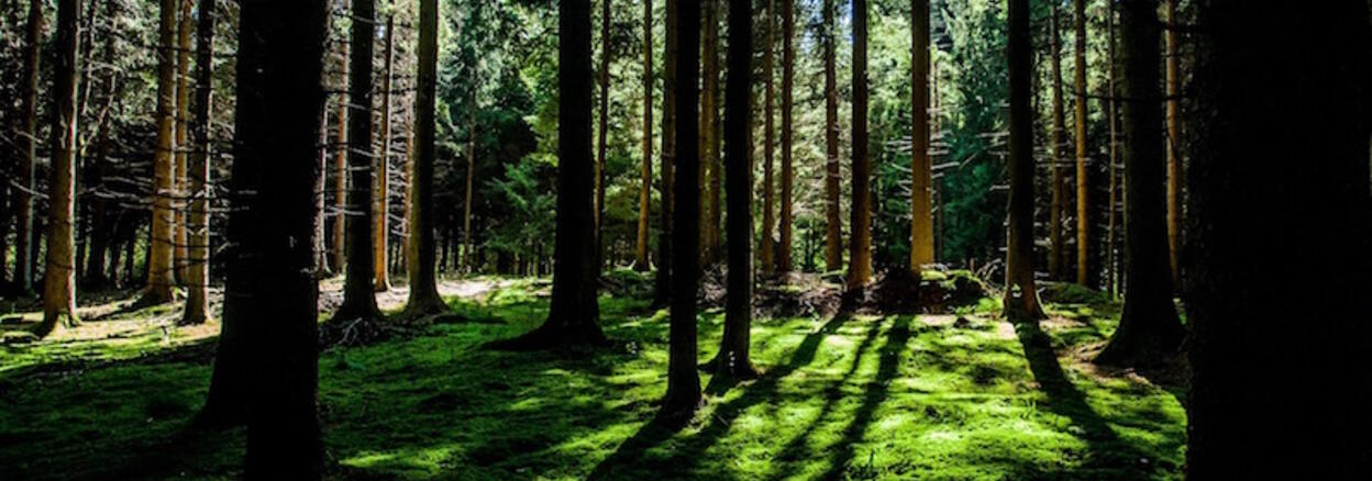 Wie uns Achtsamkeit im Umgang mit Angst helfen kann: Licht & Schatten im Wald